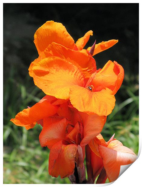 Orange iris Print by Ruth Hallam