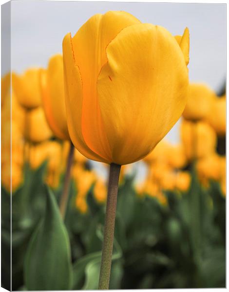 Yellow Tulip Canvas Print by LensLight Traveler