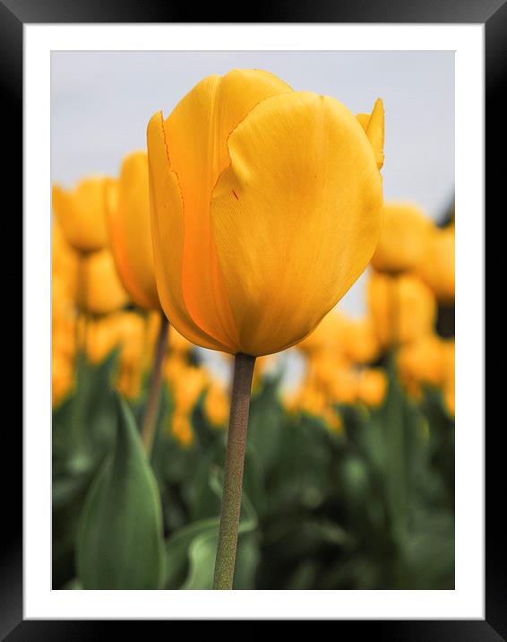 Yellow Tulip Framed Mounted Print by LensLight Traveler