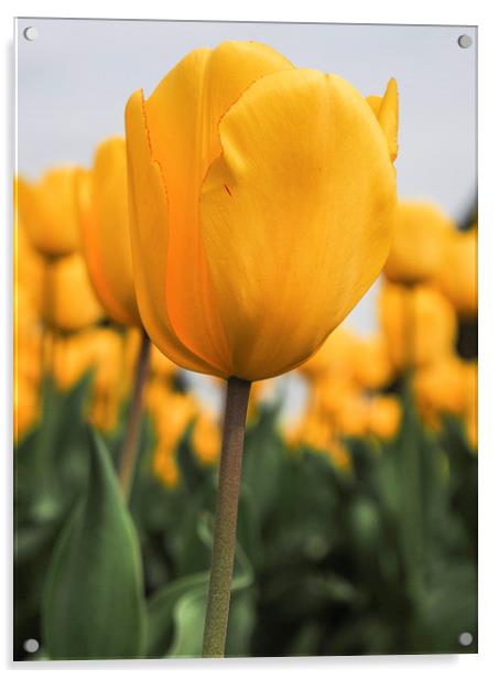 Yellow Tulip Acrylic by LensLight Traveler