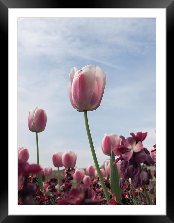 Pink Tulips Framed Mounted Print by LensLight Traveler