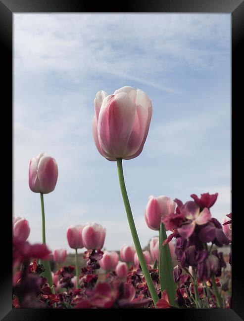 Pink Tulips Framed Print by LensLight Traveler