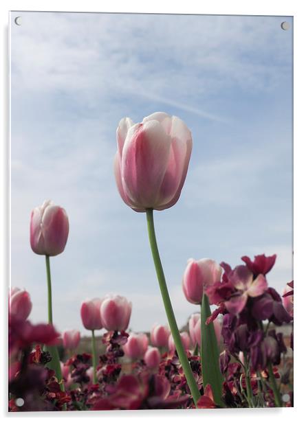 Pink Tulips Acrylic by LensLight Traveler