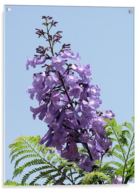 Purple flower 2 Acrylic by Ruth Hallam