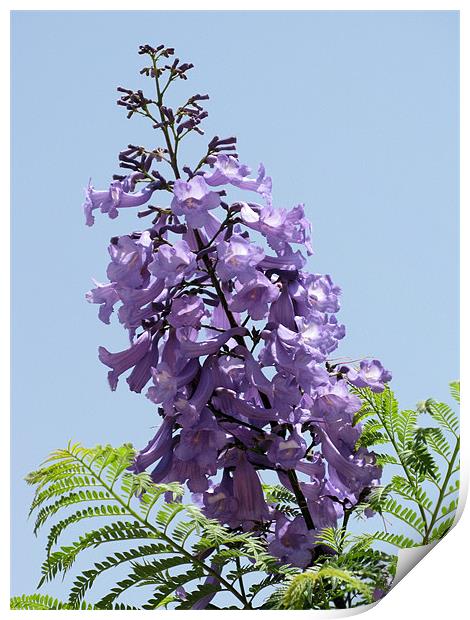 Purple flower 2 Print by Ruth Hallam