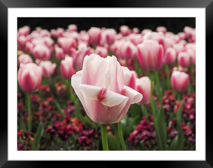 Field of Tulips Framed Mounted Print by LensLight Traveler