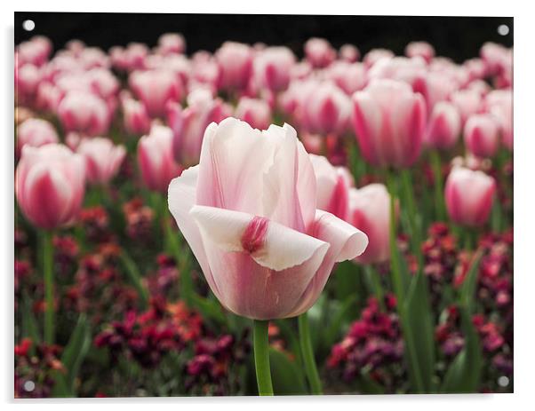 Field of Tulips Acrylic by LensLight Traveler