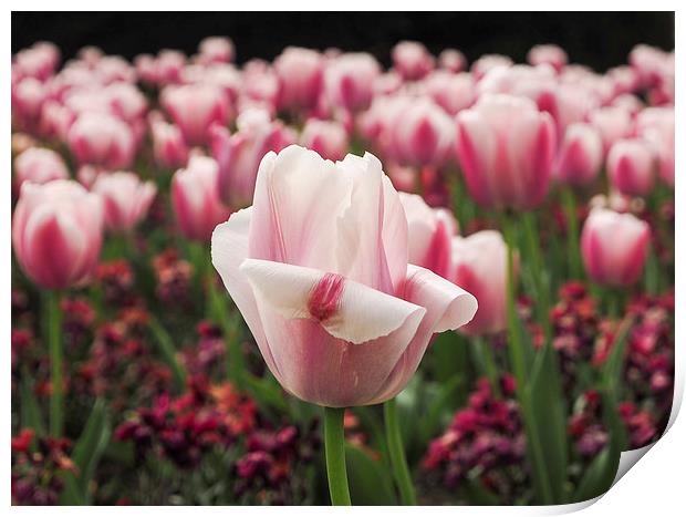 Field of Tulips Print by LensLight Traveler