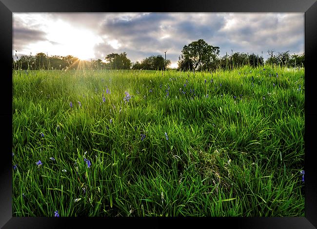 The green green grass. Framed Print by Laura Kenny