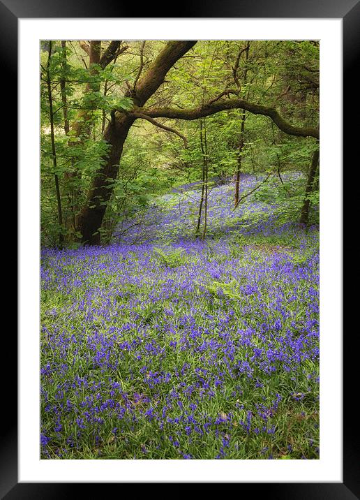 Blue Bell Wood Framed Mounted Print by Andy McGarry
