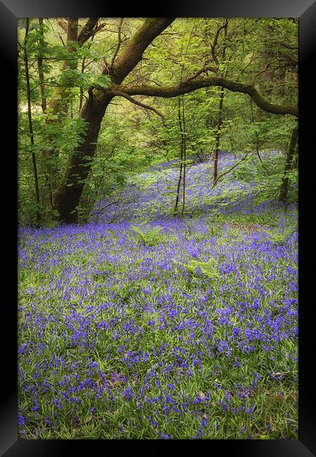 Blue Bell Wood Framed Print by Andy McGarry