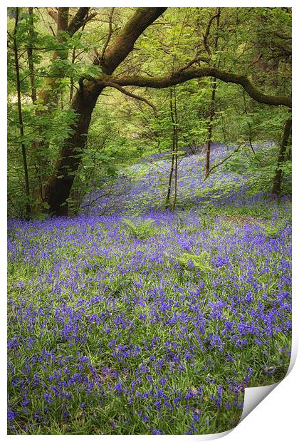 Blue Bell Wood Print by Andy McGarry