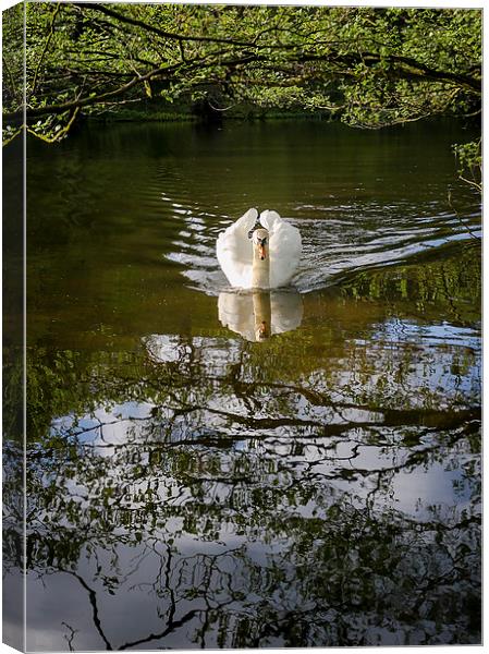 Graceful Swan Canvas Print by Andy McGarry