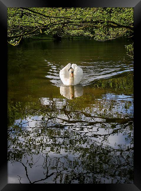 Graceful Swan Framed Print by Andy McGarry