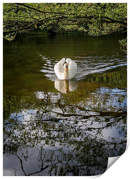 Graceful Swan Print by Andy McGarry