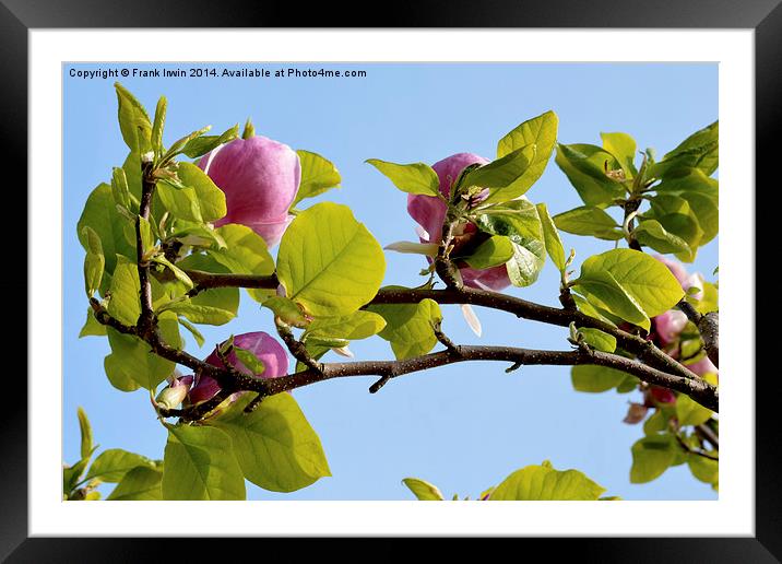 A branch of a large Magnolia Tree. Framed Mounted Print by Frank Irwin