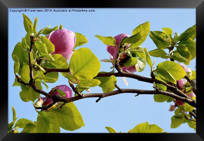 A branch of a large Magnolia Tree. Framed Print by Frank Irwin