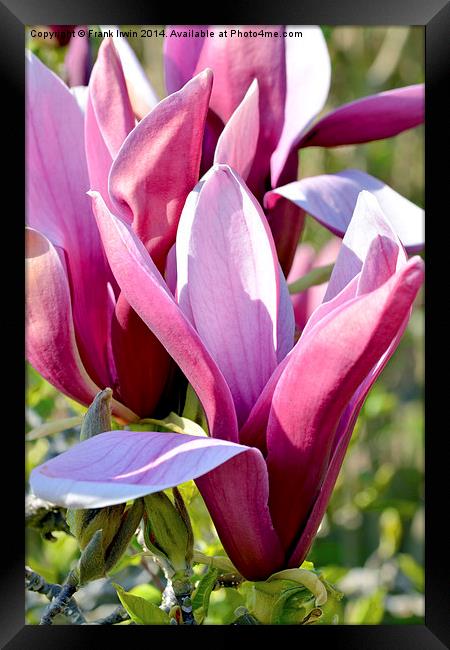 Magnolia flower head almost fully open. Framed Print by Frank Irwin