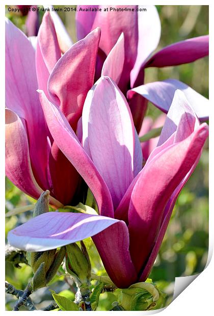 Magnolia flower head almost fully open. Print by Frank Irwin