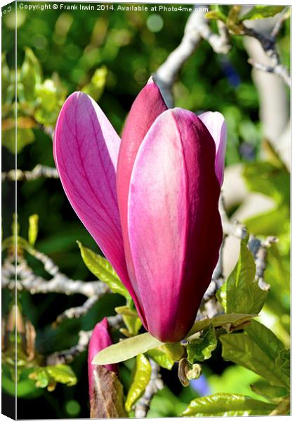 Magnolia flower head almost fully open. Canvas Print by Frank Irwin