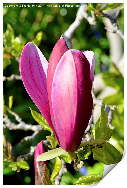 Magnolia flower head almost fully open. Print by Frank Irwin