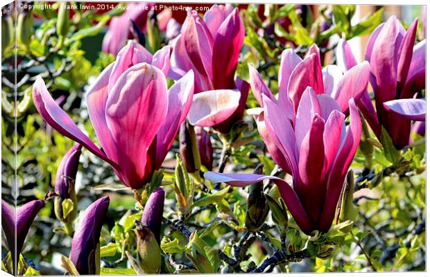 Magnolia flower heads almost fully open. Canvas Print by Frank Irwin