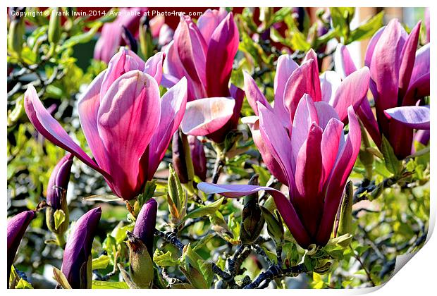 Magnolia flower heads almost fully open. Print by Frank Irwin