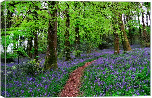 Walkway through the Bluebell Woods Canvas Print by Rosie Spooner