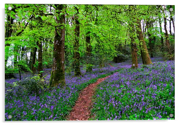 Walkway through the Bluebell Woods Acrylic by Rosie Spooner