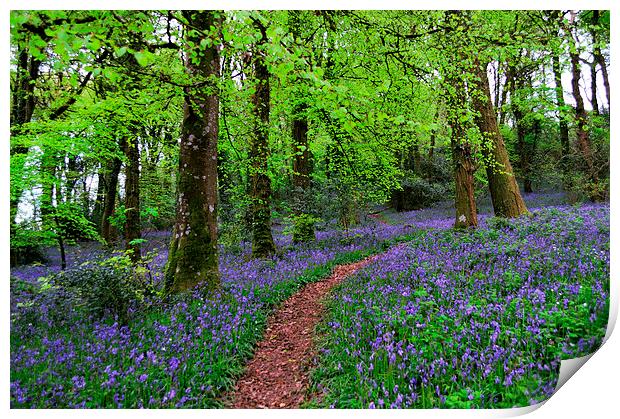 Walkway through the Bluebell Woods Print by Rosie Spooner