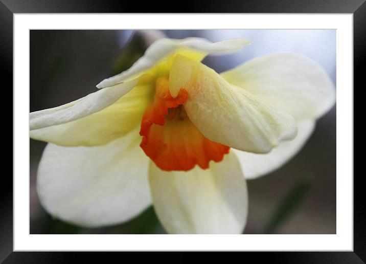 Shy Daffodil Framed Mounted Print by Rebecca Hansen