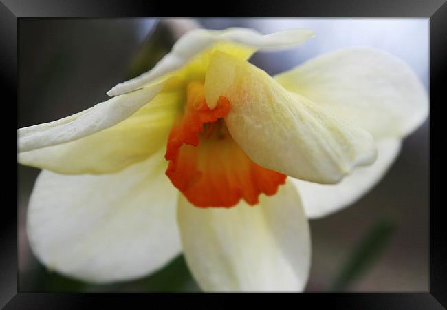 Shy Daffodil Framed Print by Rebecca Hansen