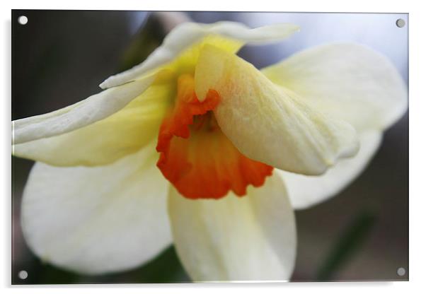 Shy Daffodil Acrylic by Rebecca Hansen