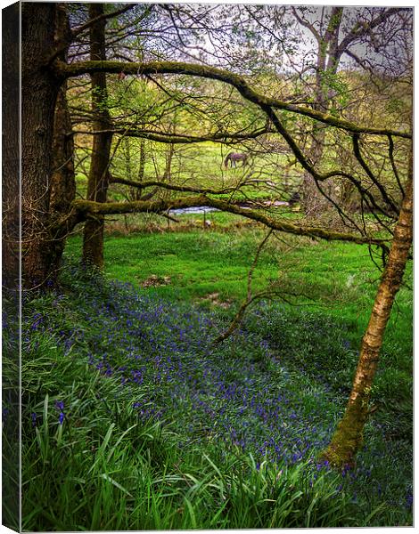 Bluebell Wood Canvas Print by Laura Kenny