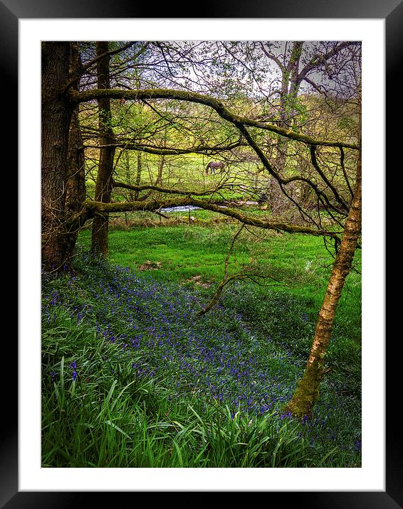 Bluebell Wood Framed Mounted Print by Laura Kenny