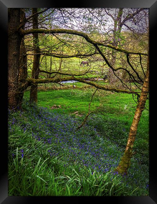 Bluebell Wood Framed Print by Laura Kenny