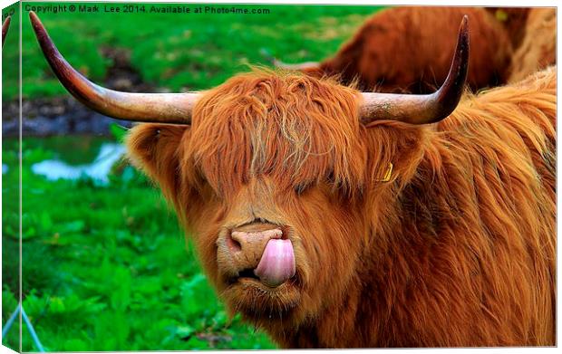Highland Cattle Canvas Print by Mark Lee