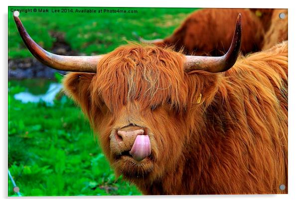 Highland Cattle Acrylic by Mark Lee