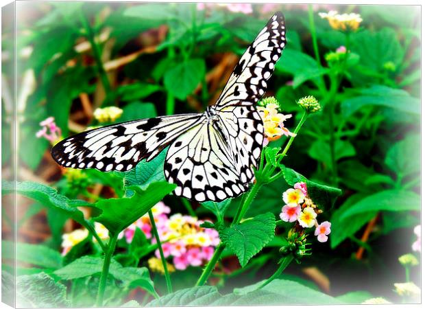 The Common Mime Butterfly on flowers Canvas Print by Jason Williams