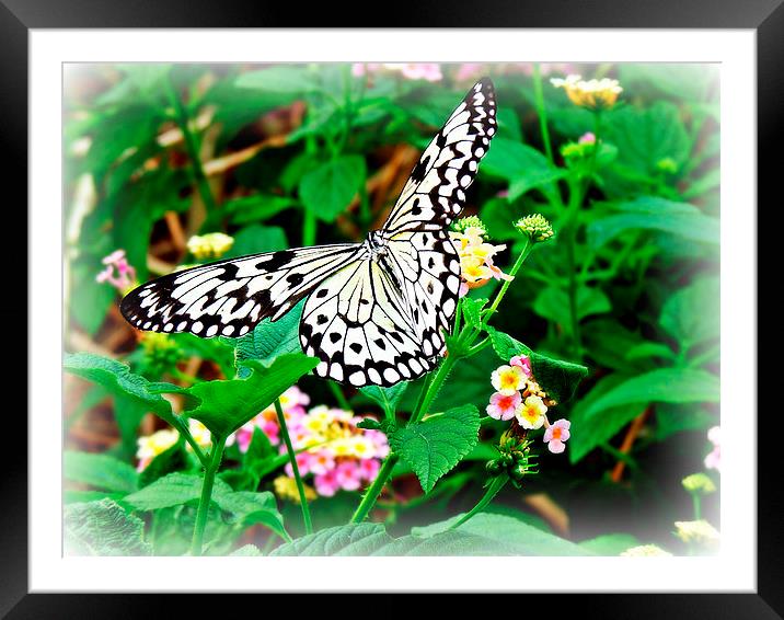 The Common Mime Butterfly on flowers Framed Mounted Print by Jason Williams