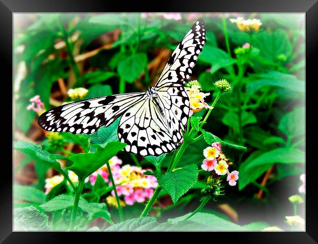 The Common Mime Butterfly on flowers Framed Print by Jason Williams