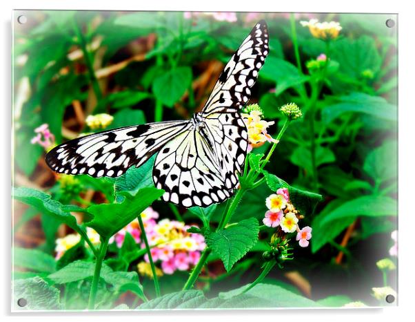 The Common Mime Butterfly on flowers Acrylic by Jason Williams