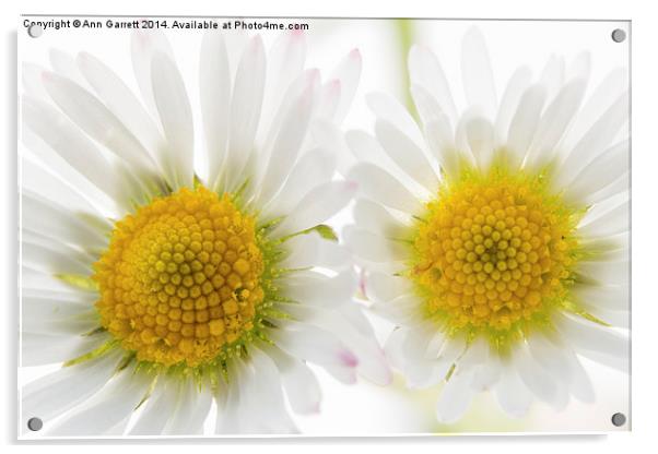 Two Daisies Acrylic by Ann Garrett