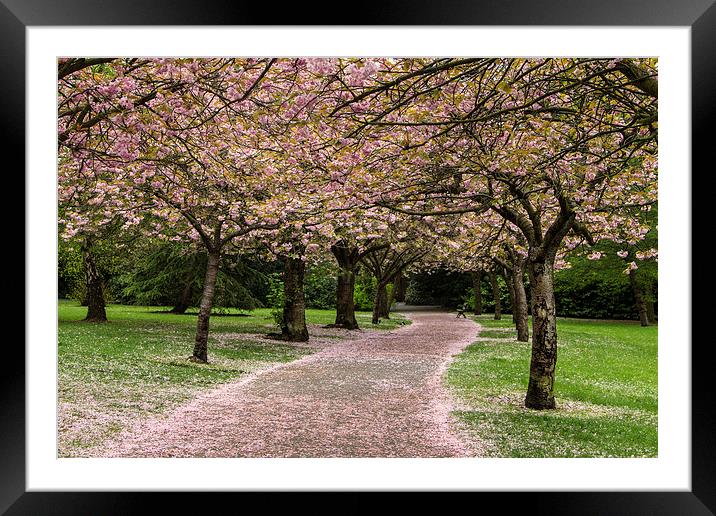 A Walk in the Park Framed Mounted Print by Northeast Images