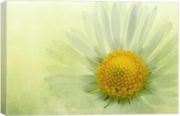 A Single Daisy Canvas Print by Ann Garrett