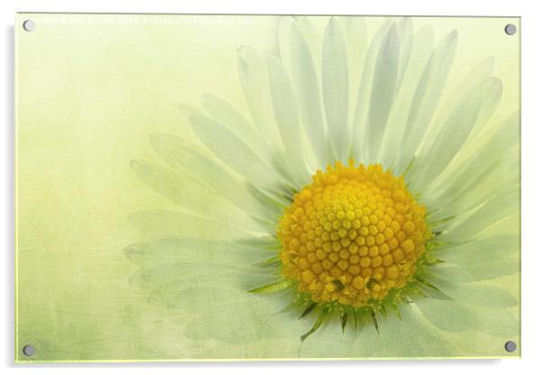 A Single Daisy Acrylic by Ann Garrett