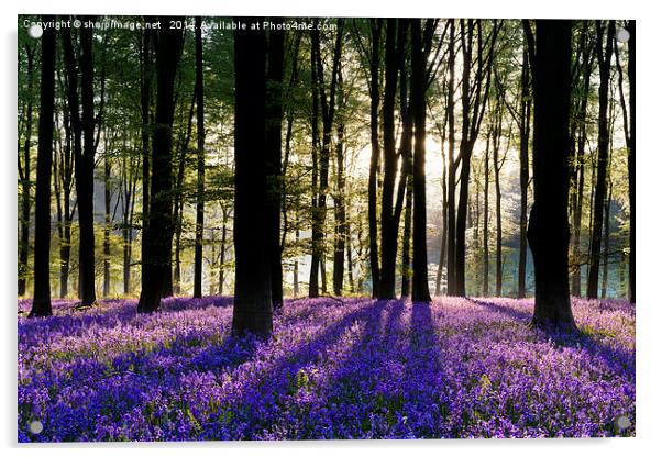 Bluebell Dawn - 3 Acrylic by Sharpimage NET