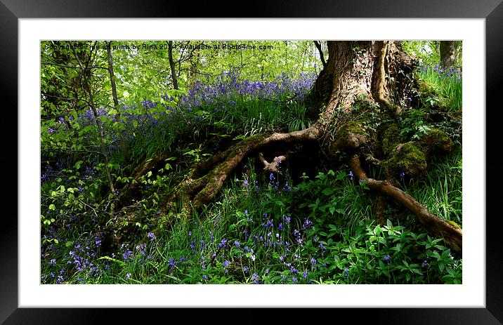 Bluebells Framed Mounted Print by Fine art by Rina