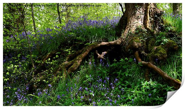 Bluebells Print by Fine art by Rina