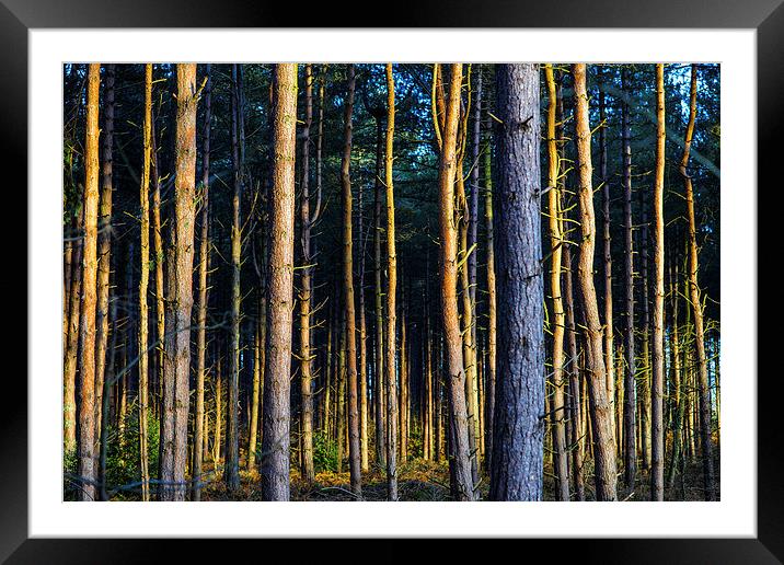 Sunset Through The Tree Line Framed Mounted Print by matthew  mallett
